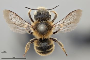 Media type: image;   Entomology 792443 Aspect: habitus dorsal view